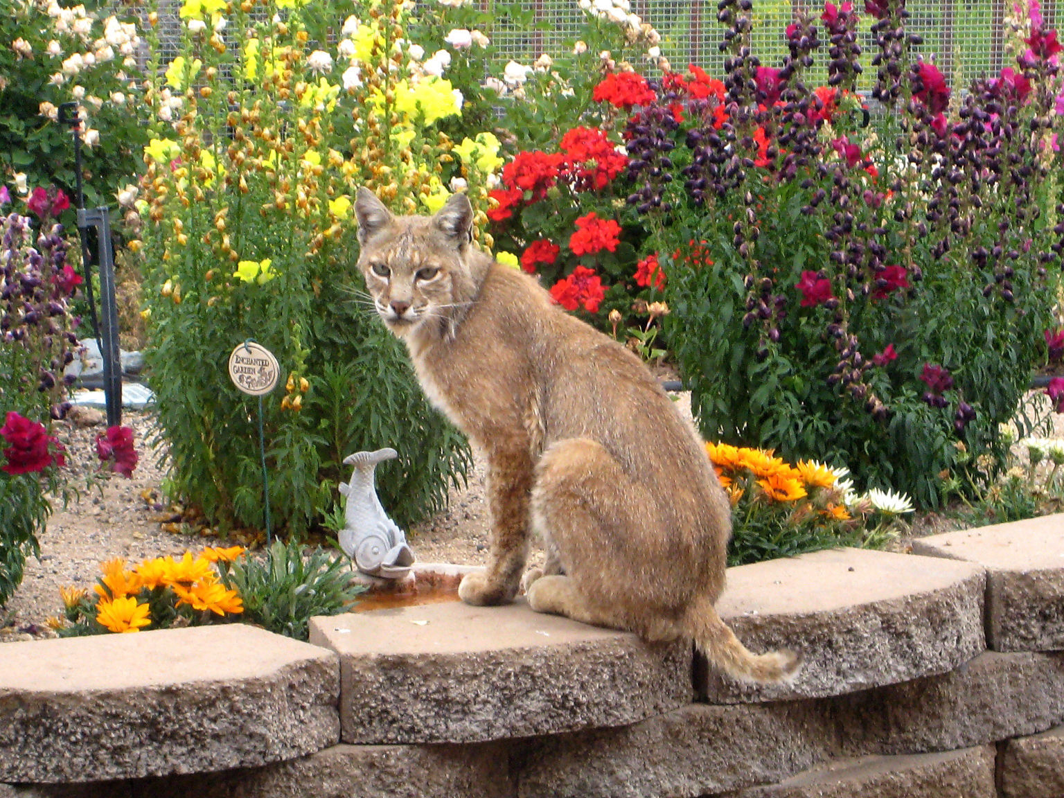 Backyard Bobcats